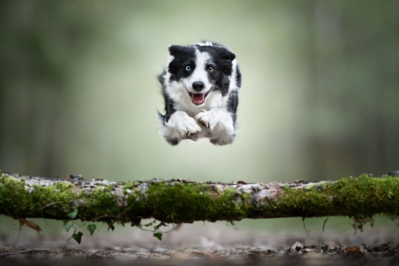 A black and white Border Collie with blue and brown eyes is jumping mid-air over a mossy log in a forest, looking excited and focused. The background is blurred, emphasizing the dog’s motion.
