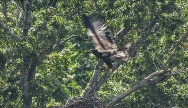 Injured eaglet from Radnor Lake State Park receiving critical care