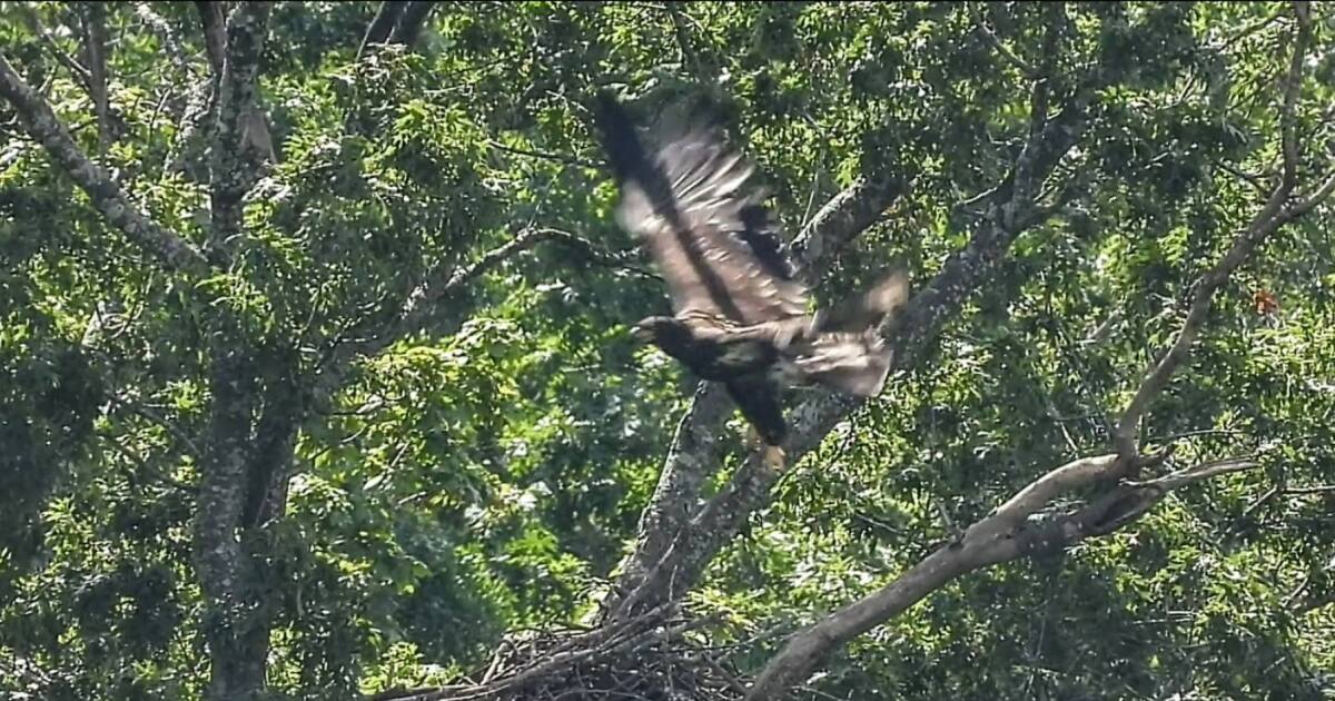 Injured eaglet from Radnor Lake State Park receiving critical care
