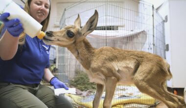 San Diego Zoo travels 26+ hours to rescue orphaned pronghorn fawn