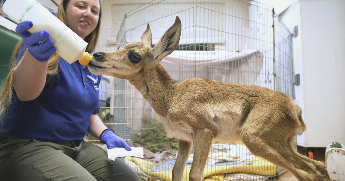 San Diego Zoo travels 26+ hours to rescue orphaned pronghorn fawn