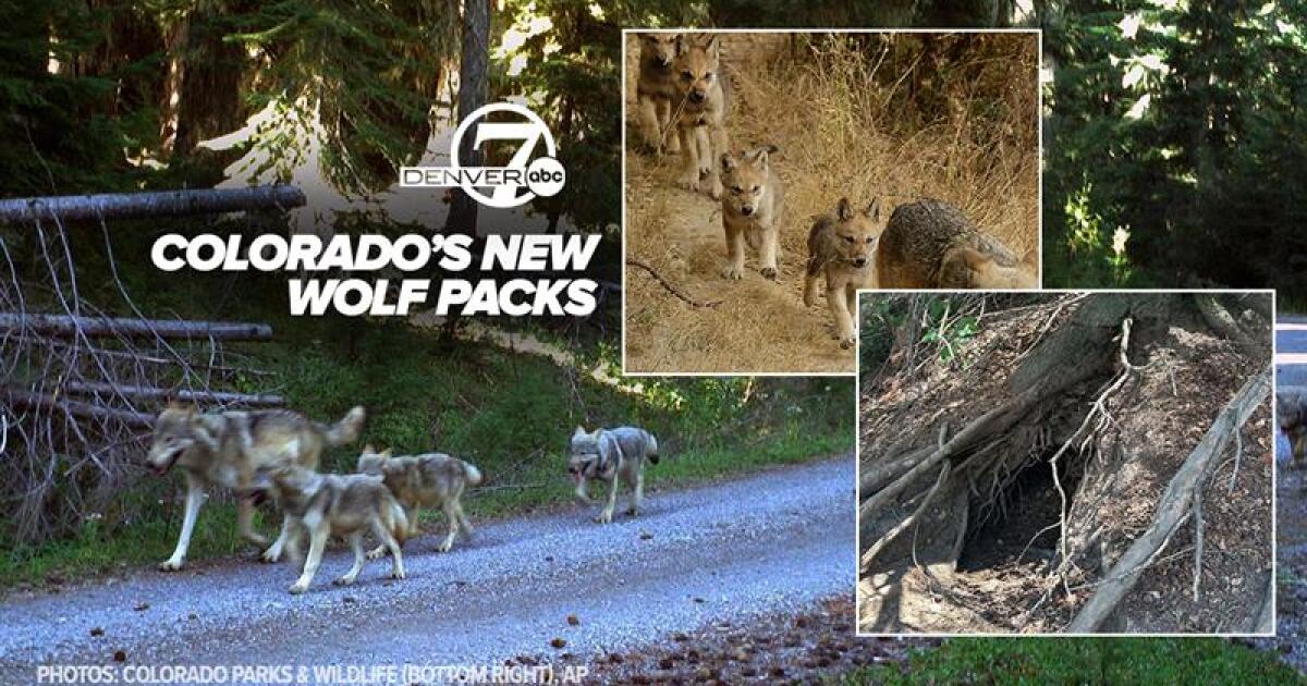 Colorado is now home to 3 new wolf packs with unknown number of pups