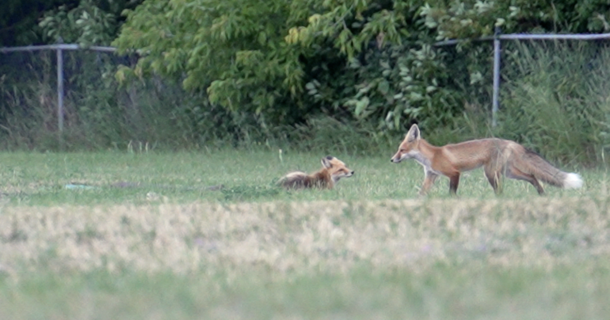 Creature Features: Missoula's fox families