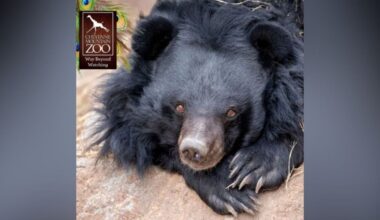 Oldest Asiatic black bear in human care euthanized at Cheyenne Mountain Zoo