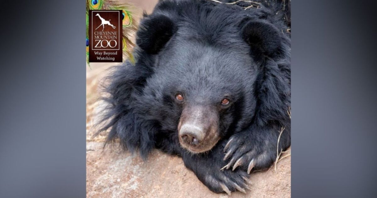 Oldest Asiatic black bear in human care euthanized at Cheyenne Mountain Zoo