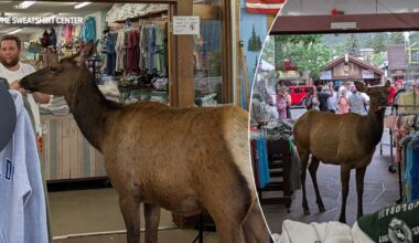 An elk walked into an Estes Park gift shop: ‘Uniquely Estes’