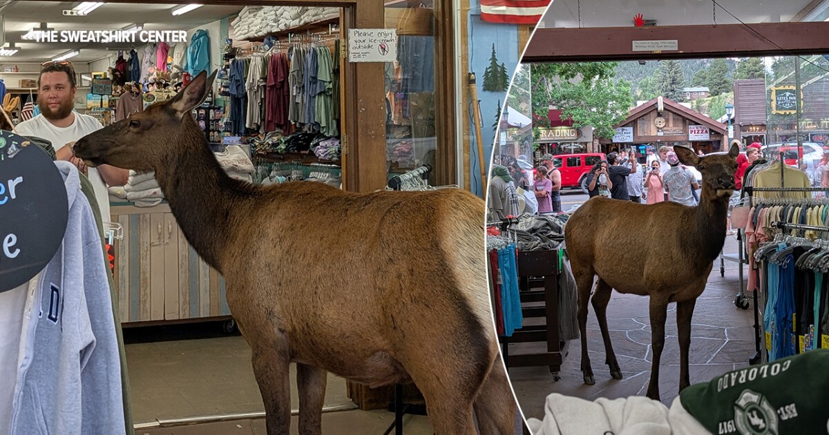 An elk walked into an Estes Park gift shop: ‘Uniquely Estes’