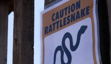 As summer heats up in Helena, rattlesnake sightings are too