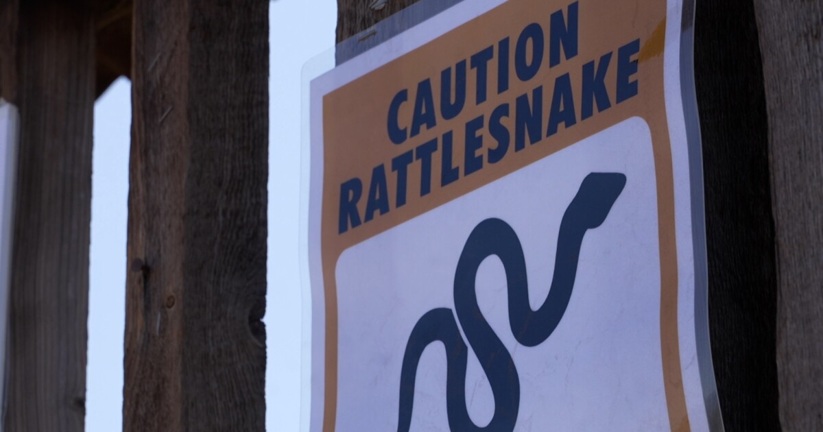 As summer heats up in Helena, rattlesnake sightings are too