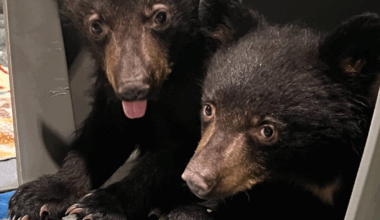 Orphaned bear cubs taken in by Southwest Wildlife Conservation Center