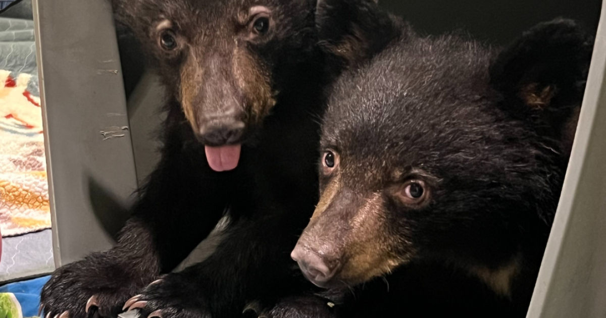 Orphaned bear cubs taken in by Southwest Wildlife Conservation Center