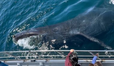 Humpback whale season attracts tourists from around the world