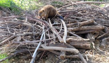 How beavers are helping restore Arizona's wetlands