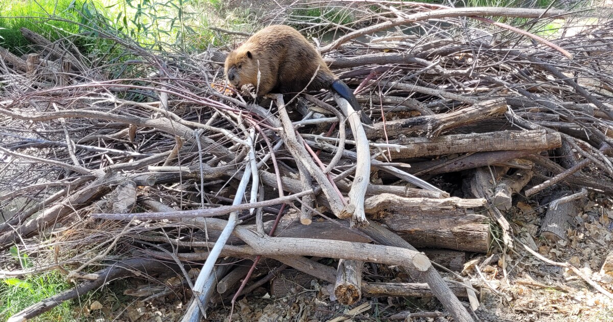 How beavers are helping restore Arizona's wetlands