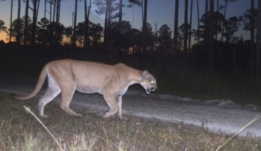 Study shows recovery of Florida panthers is a genetic success story