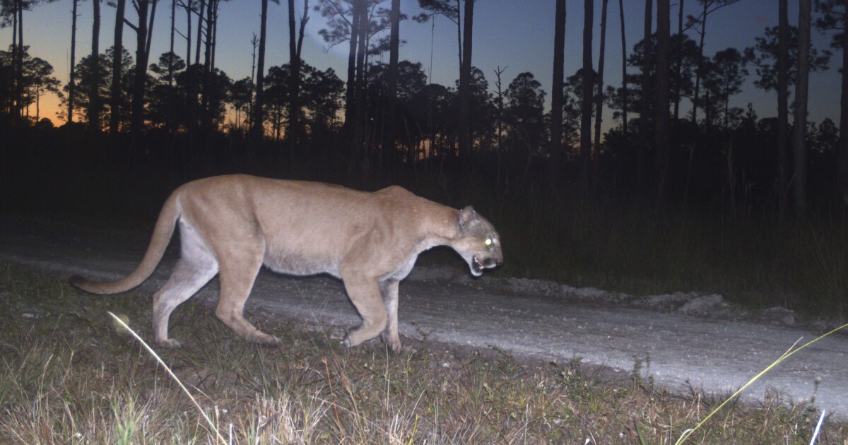 Study shows recovery of Florida panthers is a genetic success story