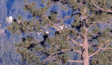 Eagles return post-July 4