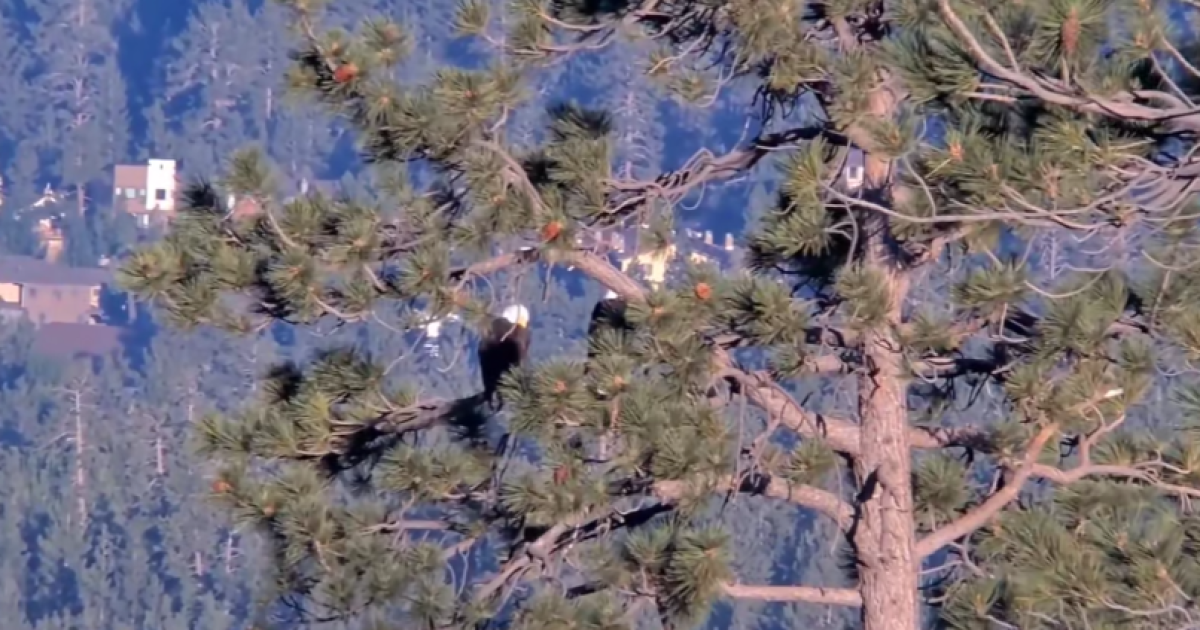 Eagles return post-July 4