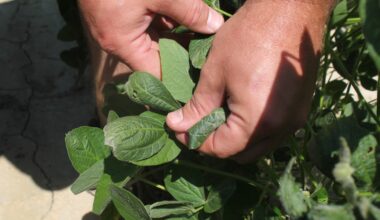 The Environmental Protection Agency wants to bring back the weed killer dicamba