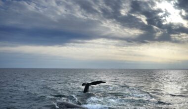 Canada to take steps to protect endangered right whales from ships