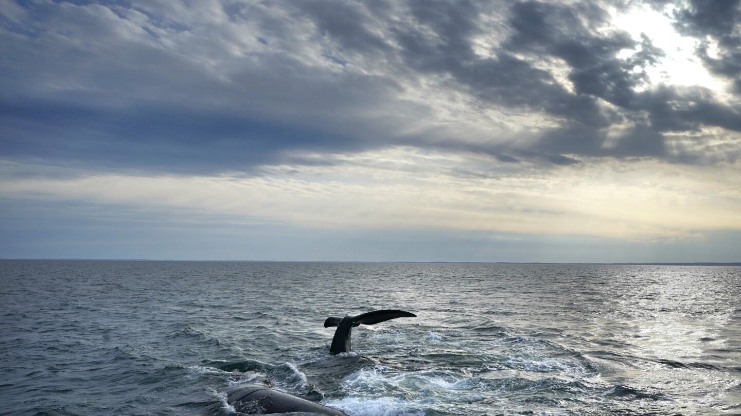 Canada to take steps to protect endangered right whales from ships
