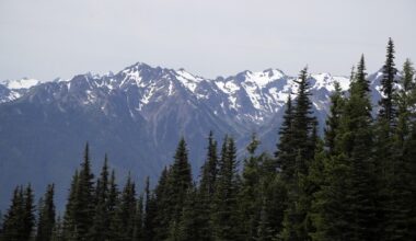 Mountain lion attacks 4-year-old on popular trail in Olympic National Park