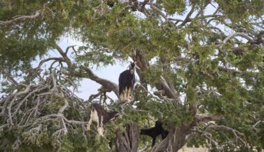 Rising argan oil demand strains Morocco's rural economy and forests