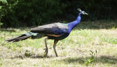 Dozens of peacocks and peahens go missing from Northern California hotel