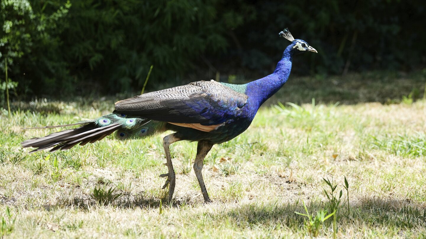 Dozens of peacocks and peahens go missing from Northern California hotel