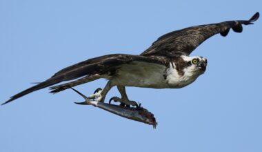 Osprey are declining and environmentalists blame fishing industry's take of menhaden