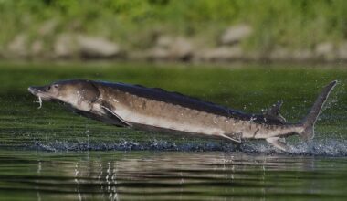 Leaping sturgeon provide a show for nature lovers on Maine rivers