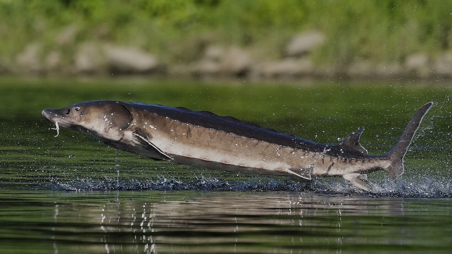 Leaping sturgeon provide a show for nature lovers on Maine rivers