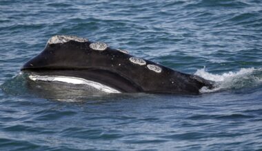 Fishing groups, politicians push to postpone endangered right whale protections to 2035