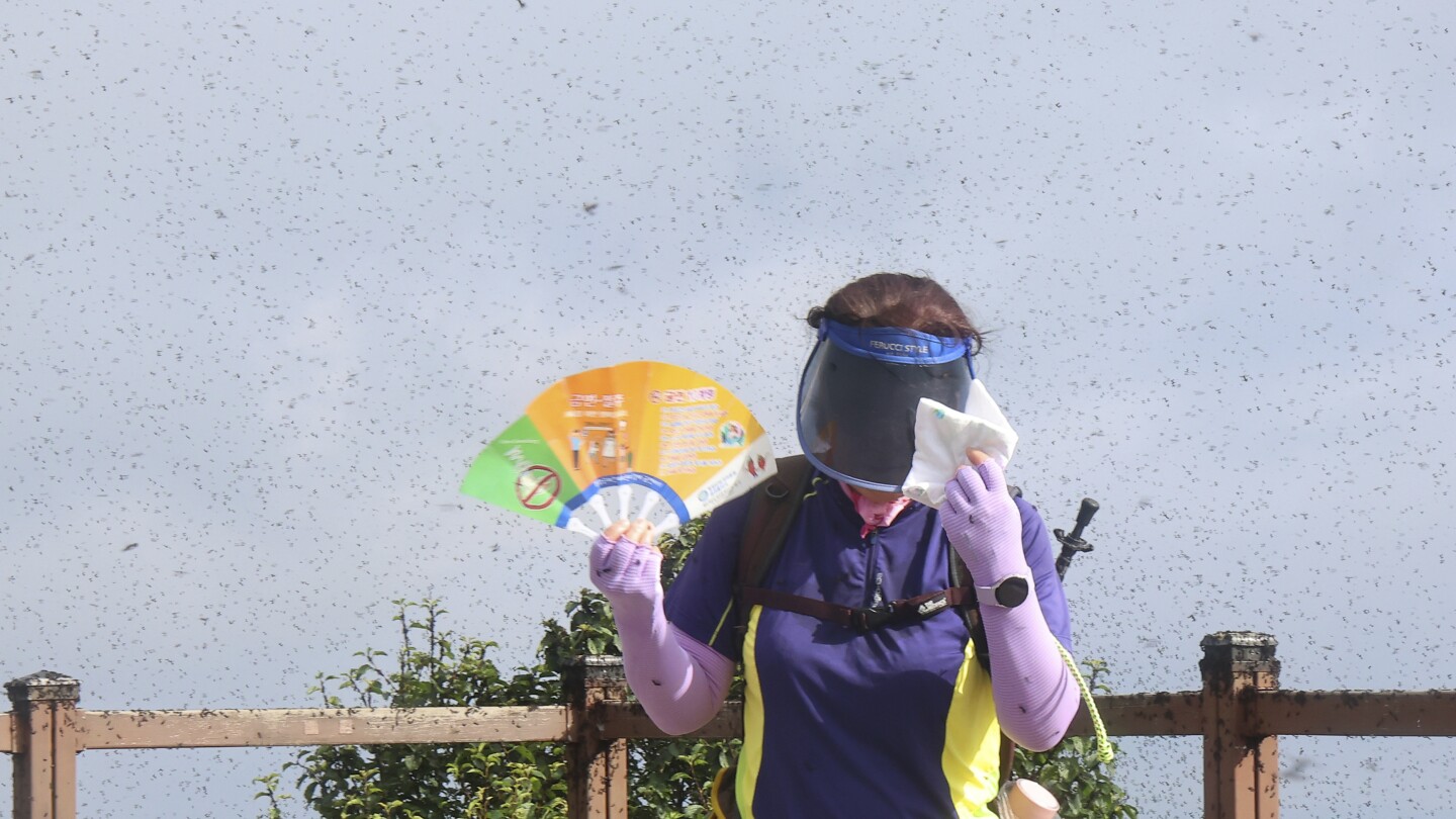 'Lovebugs' return in swarms to South Korea and blanket a mountain peak