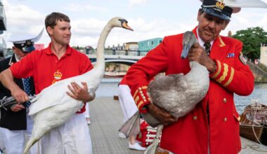 King Charles' annual swan census begins on the River Thames