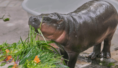 Baby pygmy hippo sensation Moo Deng marks first birthday