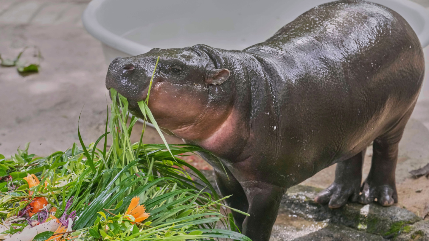 Baby pygmy hippo sensation Moo Deng marks first birthday