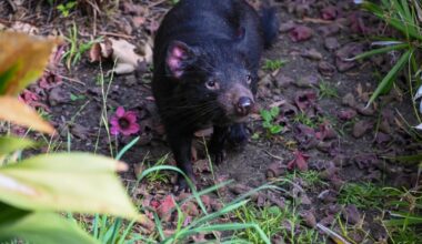 Tasmanian devils arrive at L.A. Zoo: Danny Zuko and Crush have ferocious bite, bad table manners