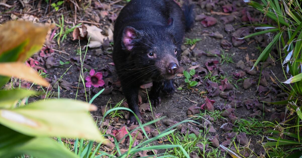 Tasmanian devils arrive at L.A. Zoo: Danny Zuko and Crush have ferocious bite, bad table manners