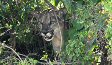'Go away!' SoCal hiker captures close encounter with mountain lion on video