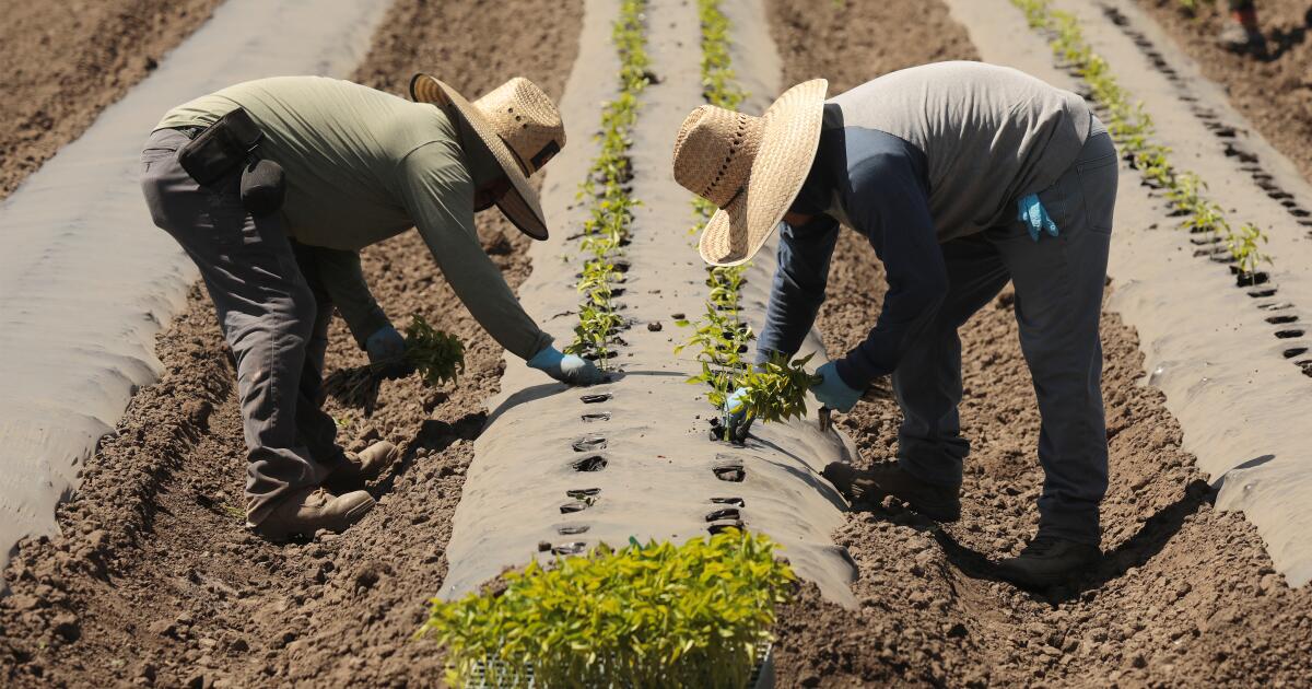 California farmers say Medicaid recipients, automation can’t replace immigrant workers