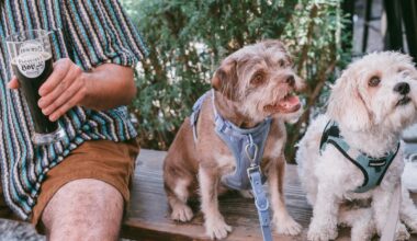 Easy recipes to make at home for your dog