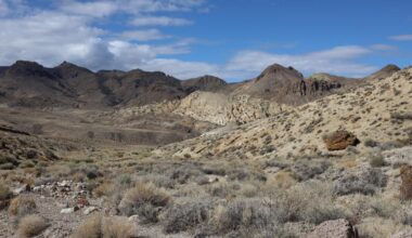 A climate-saving lithium mine could doom an endangered desert flower