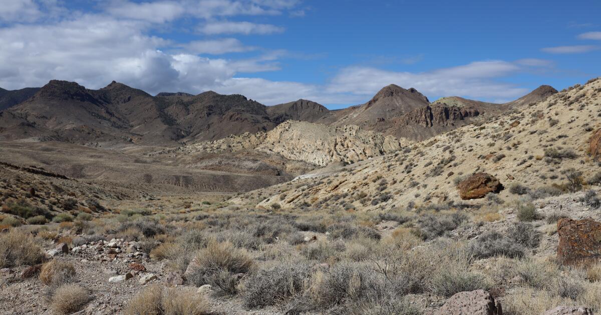 A climate-saving lithium mine could doom an endangered desert flower
