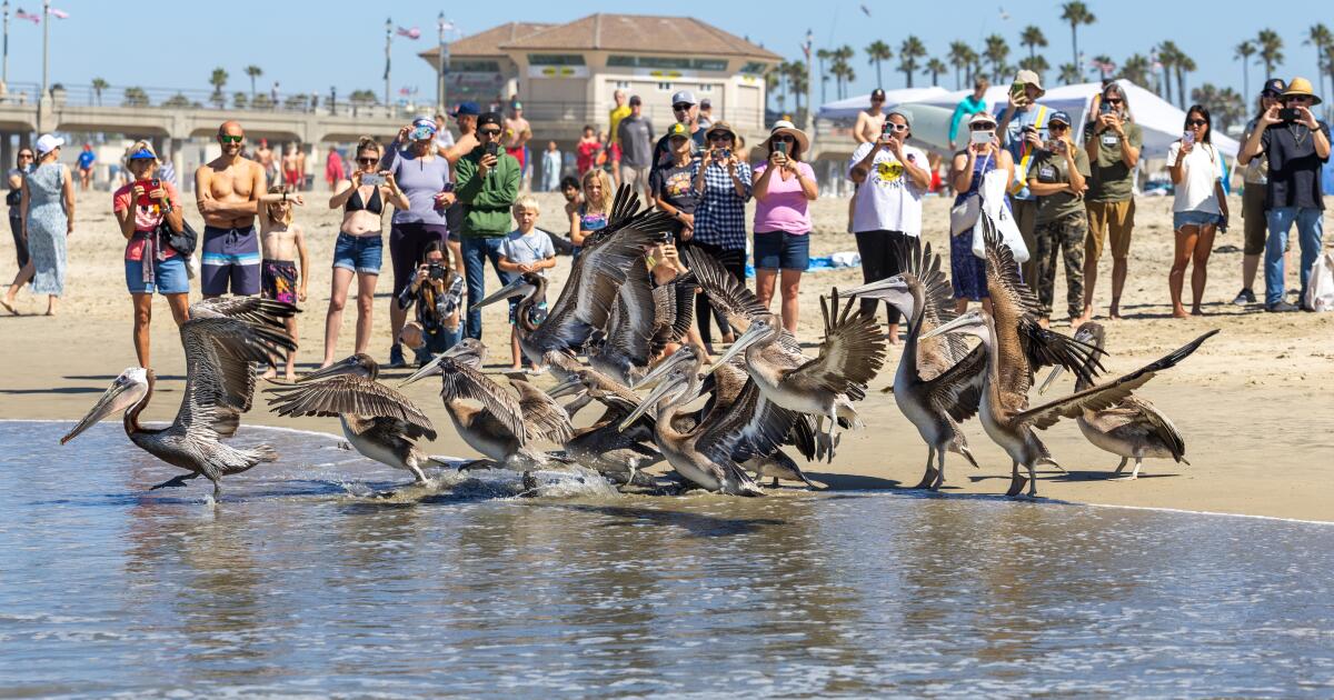 Poisoned pelicans fly again after deadly SoCal algal bloom
