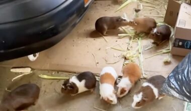 'Distressing and alarming.' More than 400 guinea pigs found at a South Los Angeles home