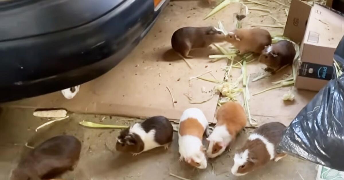 'Distressing and alarming.' More than 400 guinea pigs found at a South Los Angeles home