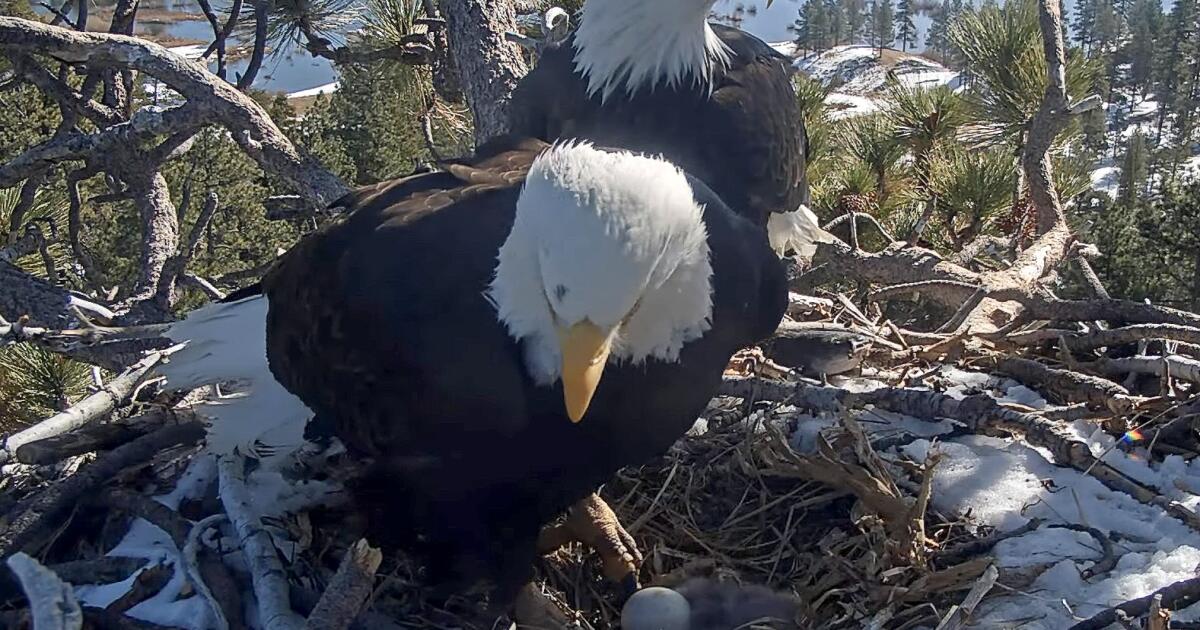 Big Bear's famed bald eagles reappear after brief hiatus amid July 4 fireworks
