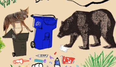 Can coyotes and bears be friends? The Altadena sightings, explained