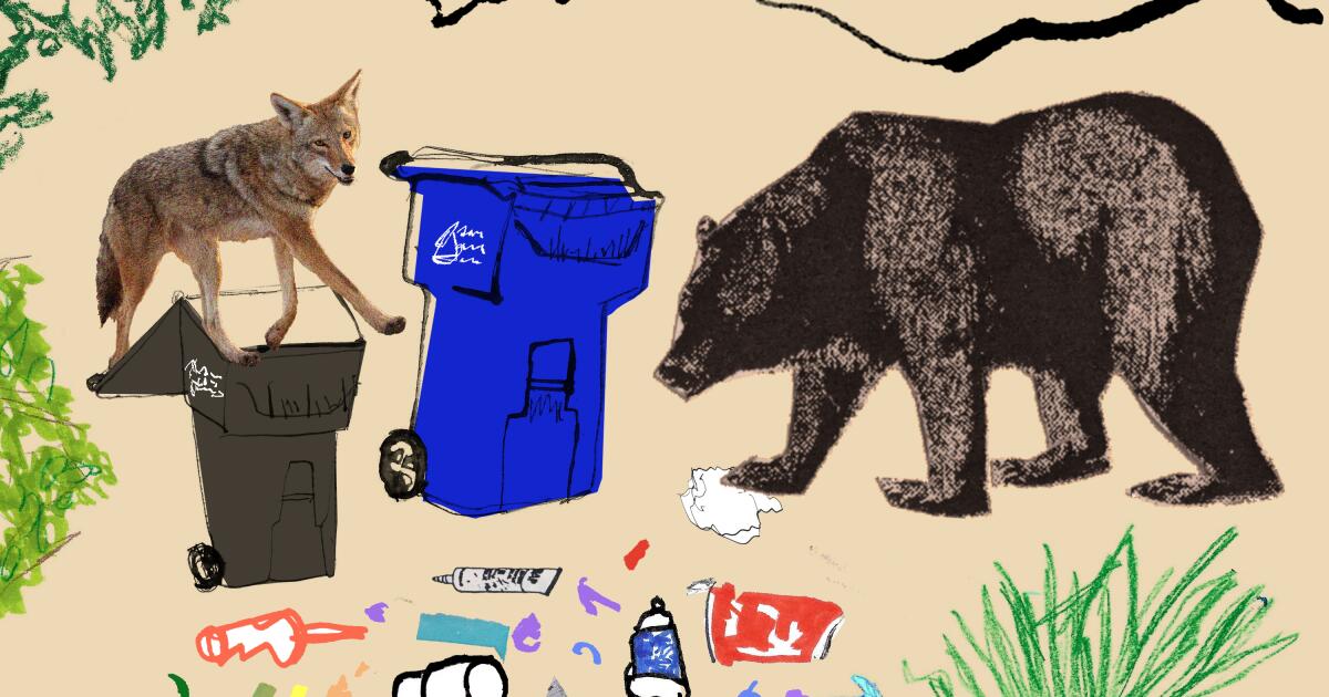 Can coyotes and bears be friends? The Altadena sightings, explained
